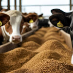 The Importance of Quality Cattle Feed for Healthy Livestock