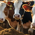 Essential Tips for Managing Your Cattle’s Diet for Peak Health and Productivity